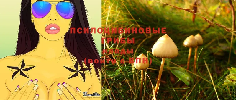 Псилоцибиновые грибы Magic Shrooms  Балтийск 